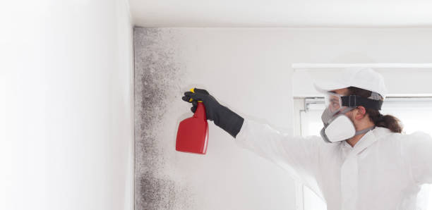 Best Residential Mold Remediation in Bayonet Point, FL