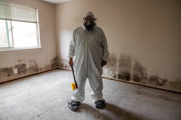 Best Industrial Mold Remediation in Bayonet Point, FL